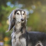 Dog Poop Pickup in Pontiac, Michigan