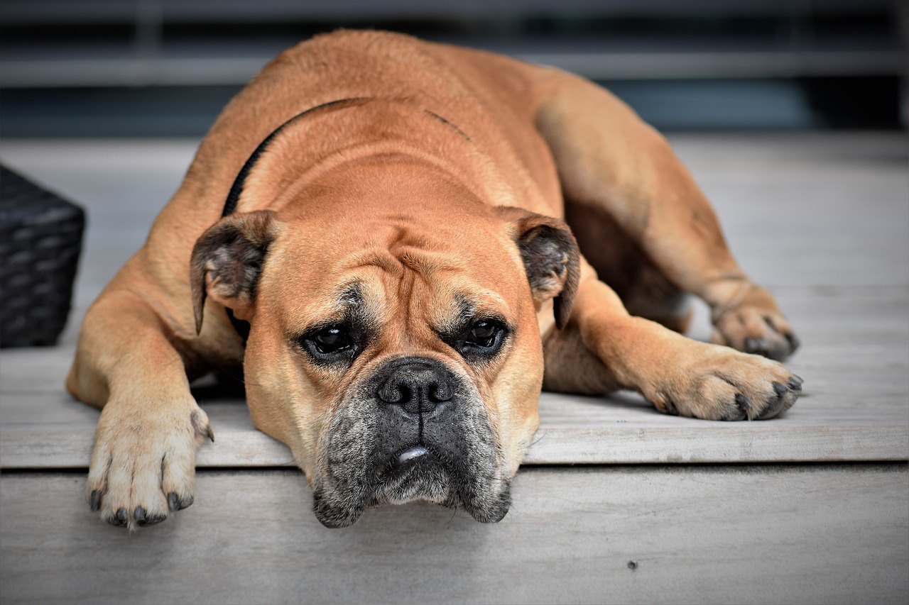 Dog Poop Pickup in Pontiac, Michigan