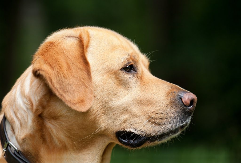 Dog Poop Pickup in Pontiac, Michigan