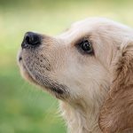 Dog Poop Pickup in Pontiac, Michigan