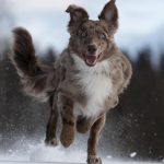 Dog Poop Pickup in Pontiac, Michigan