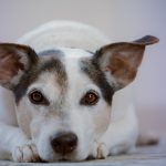 Dog Poop Pickup in Pontiac, Michigan